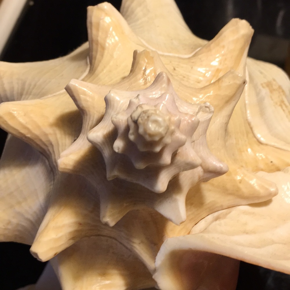 Seashell - Picture 3 of 8